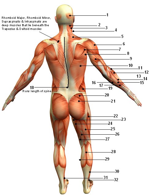 muscular_system_diagram_back.jpg