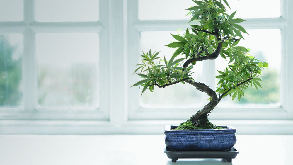 bonsai-weed-tree.jpg