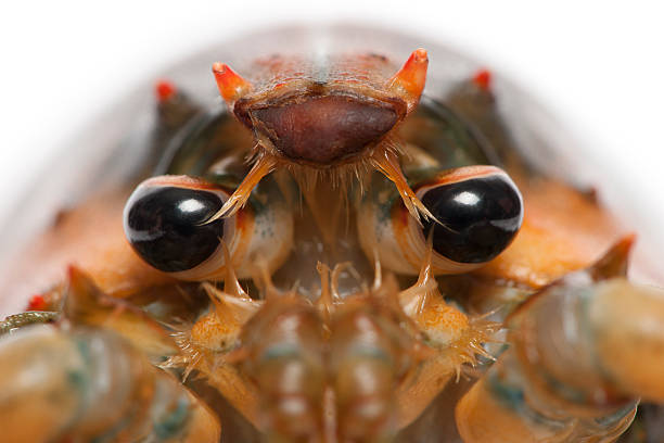 close-up-of-american-lobster-homarus-americanus.jpg