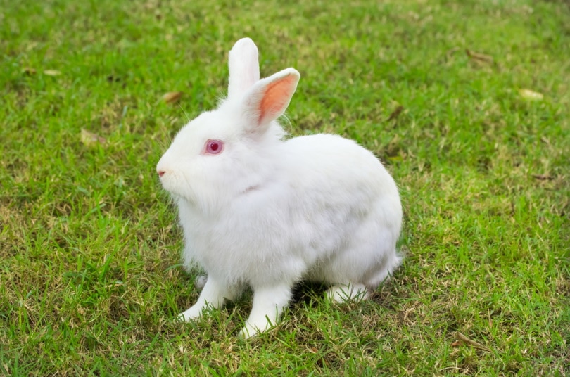 New-Zealand-rabbit-sitting-in-the-grass_pritsana_Shutterstock.jpg