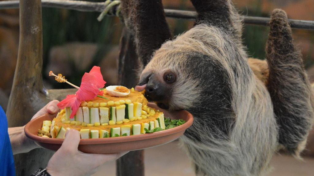 vivien-the-sloth-birthday.png