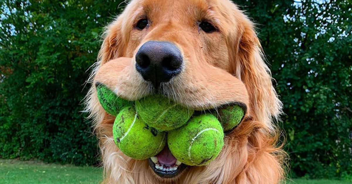 finley-dog-tennis-ball-record-fb8.png